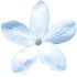 blauer Jasmin