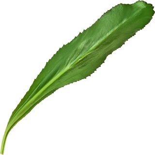 Mexikanischer Koriander