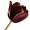 schwarze Tulpe