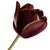 Black tulip