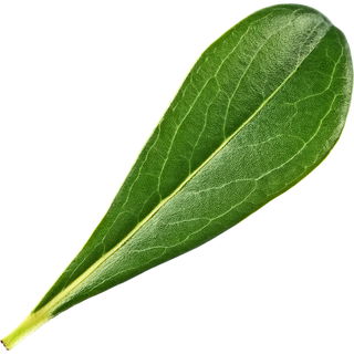 Klebsamenblatt