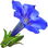 Gentian