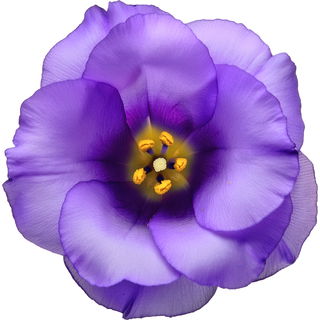 Prairie gentian