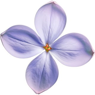 Moroccan lilac