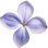 Californian lilac