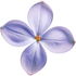 Moroccan lilac