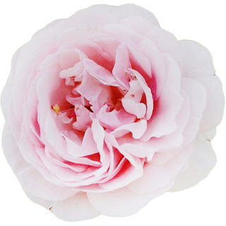 Ann Pat Ewen® rose