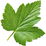 Blackcurrant leaf