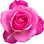 Paul Smith rose