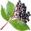 Elder