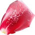 Sugared blossoms