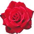 Loving Memory rose