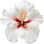 weißer Hibiskus