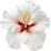 White hibiscus