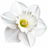 White narcissus