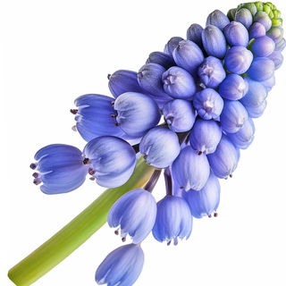 Traubenhyazinthe