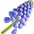 Traubenhyazinthe