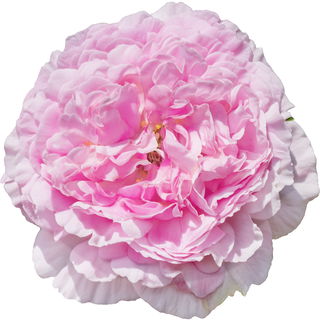 Jacques-Cartier-Rose