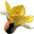 Balsa blossom