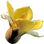 Balsa blossom