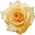 Maréchal Niel rose
