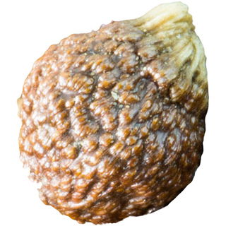 Paradieskorn