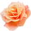 pfirsichfarbene Rose