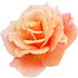 Peach-colored rose