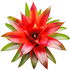 Bromelia