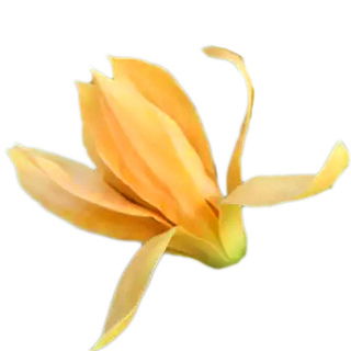 indische Magnolie