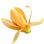 Indian magnolia