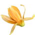 indische Magnolie