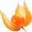 Physalis