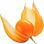Physalis