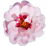 persische Rose
