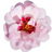 persische Rose