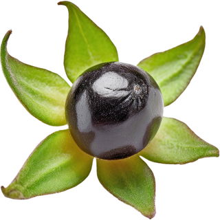 Belladonna