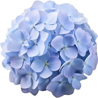 blaue Hortensie