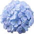 blaue Hortensie