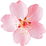 Cherry blossom