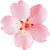 Kirschblüte