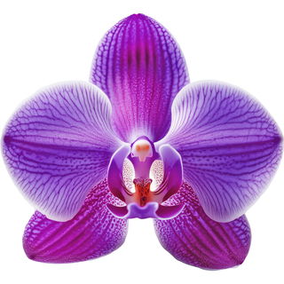 lila Orchidee