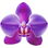 lila Orchidee