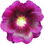 Stockrose