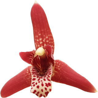 Maxillaria-Orchidee