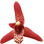 Maxillaria orchid