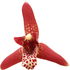 Maxillaria-Orchidee