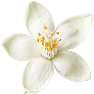 Moroccan grapefruit blossom