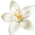 Moroccan grapefruit blossom