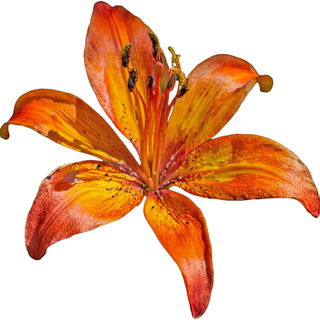 Tiger lily
